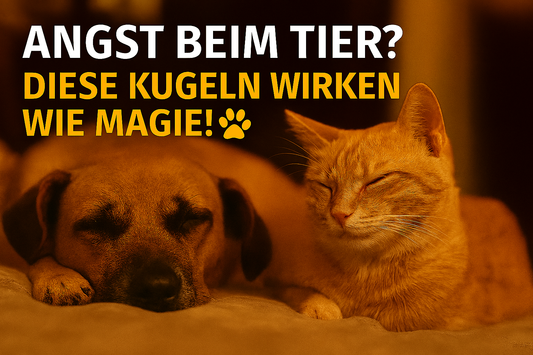 👉 Diese kleinen Kügelchen verändern das Leben deines Haustiers – Entdecke CuraTier Furchtlos!