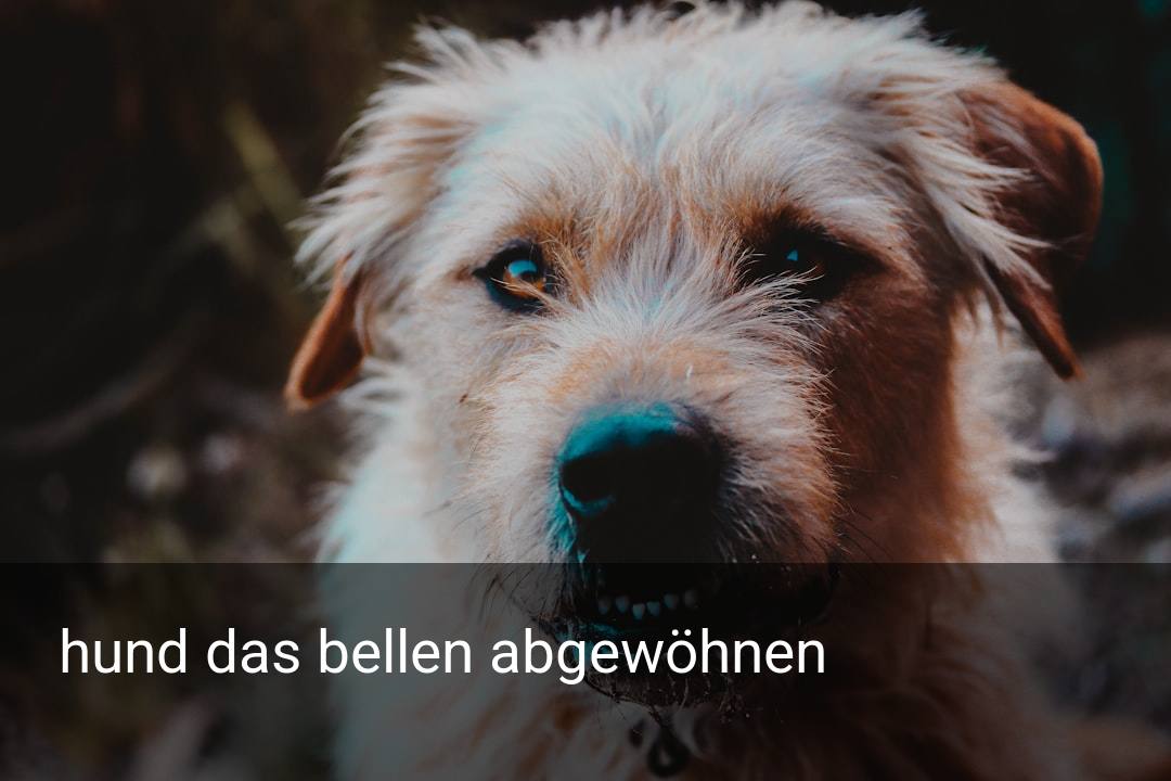 hund das bellen abgewöhnen