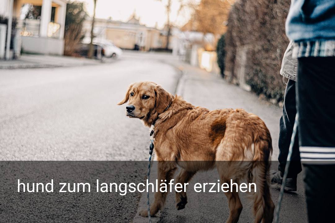 hund zum langschläfer erziehen