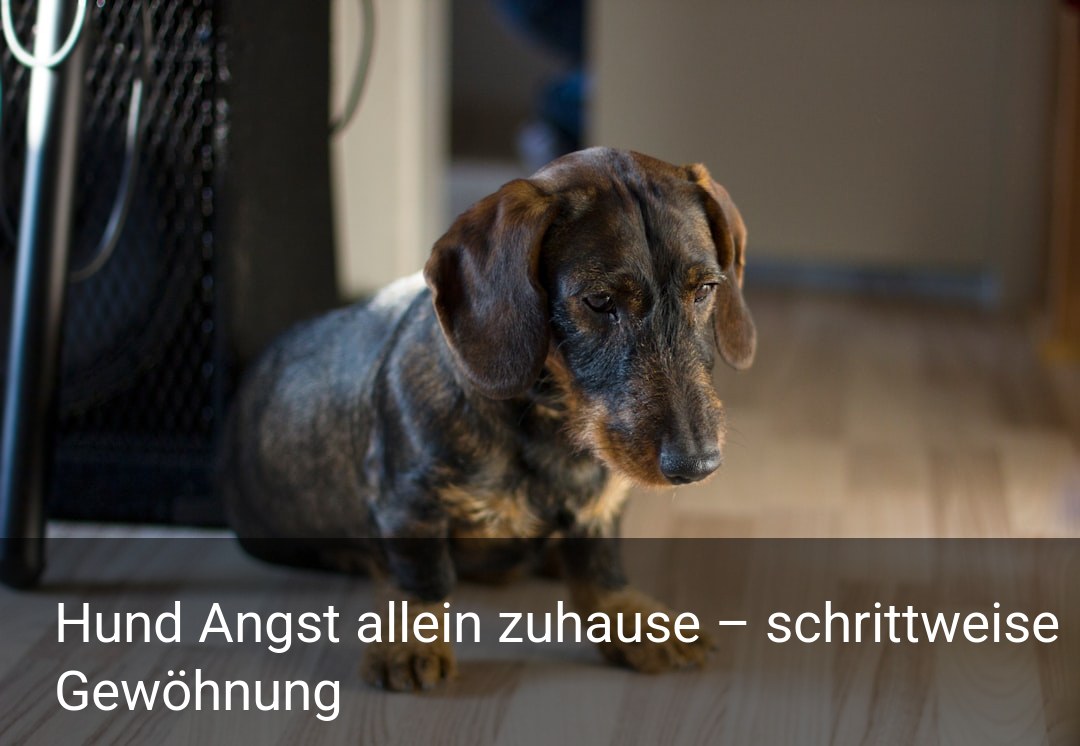 Hund Angst allein zuhause – schrittweise Gewöhnung