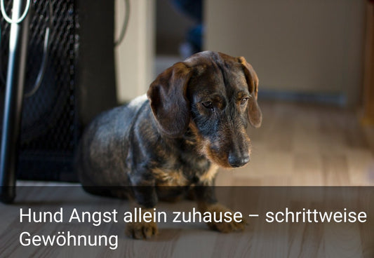 Hund Angst allein zuhause – schrittweise Gewöhnung