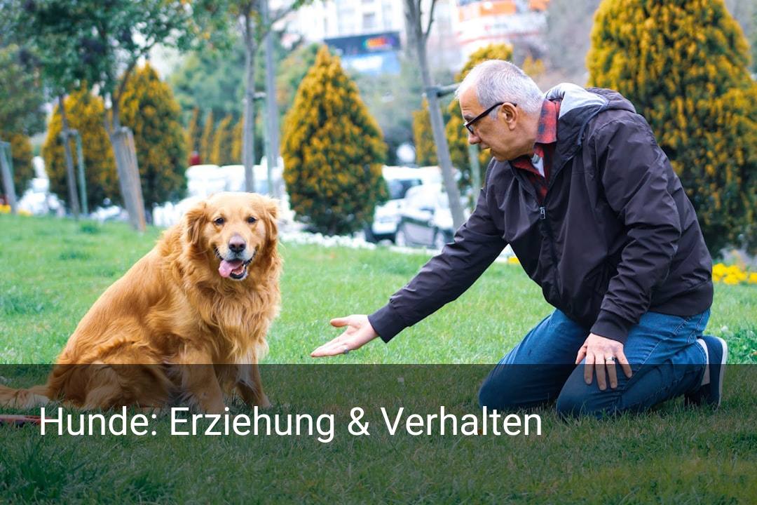 Hunde: Erziehung & Verhalten
