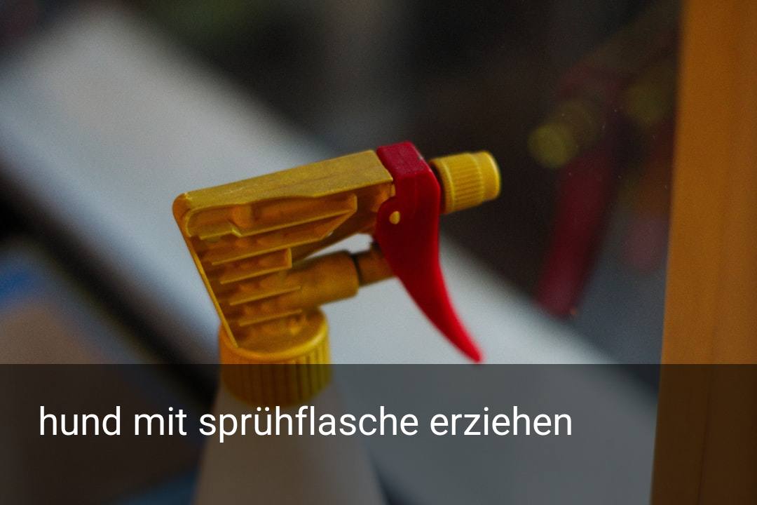 hund mit sprühflasche erziehen