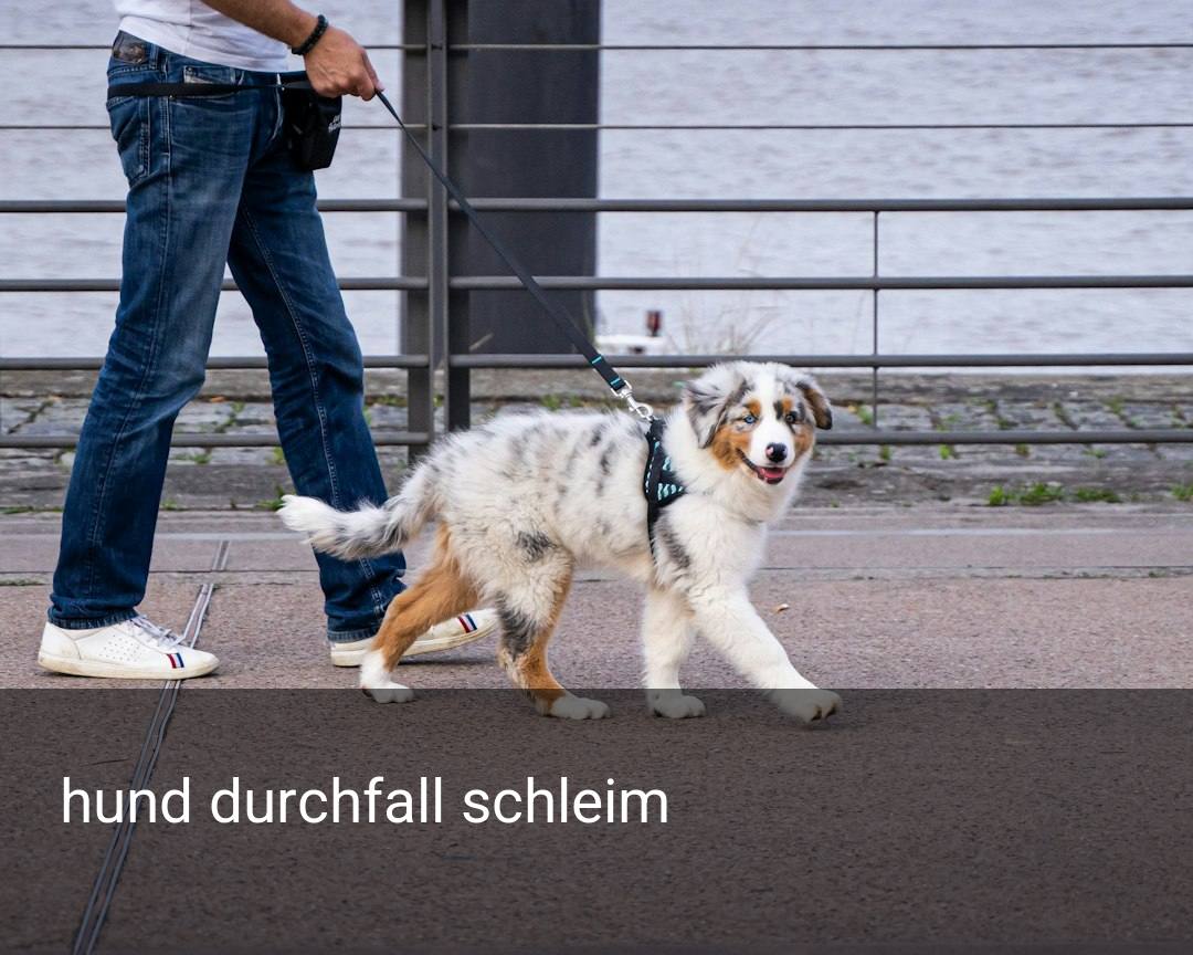 hund durchfall schleim