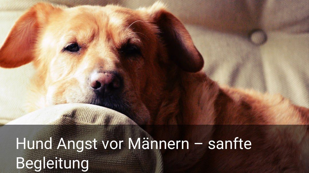Hund Angst vor Männern – sanfte Begleitung