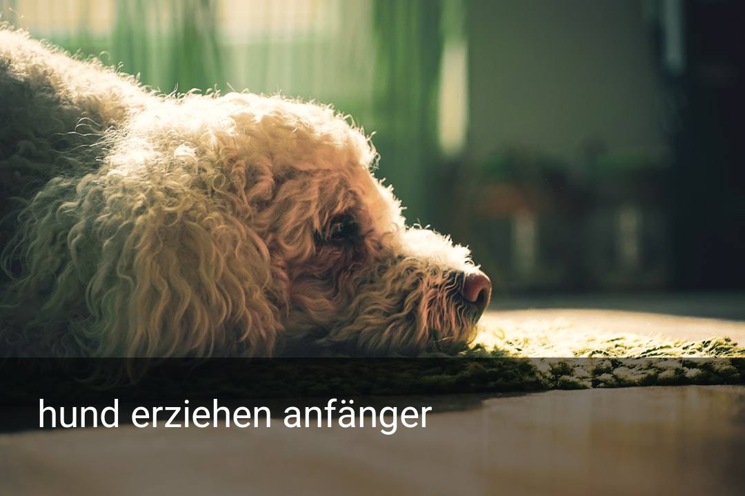 hund erziehen anfänger