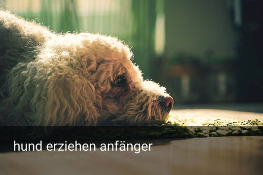 hund erziehen anfänger