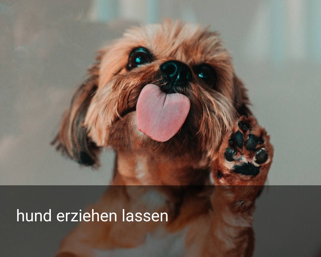 hund erziehen lassen