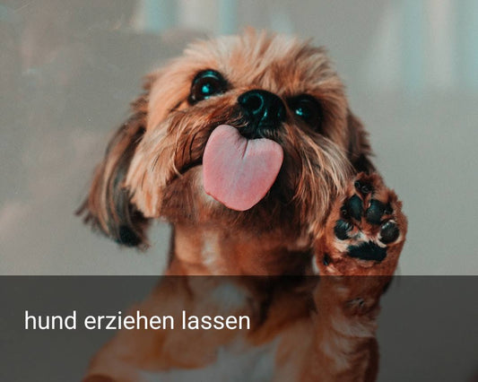 hund erziehen lassen