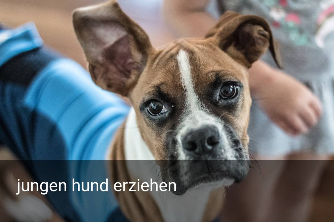 jungen hund erziehen