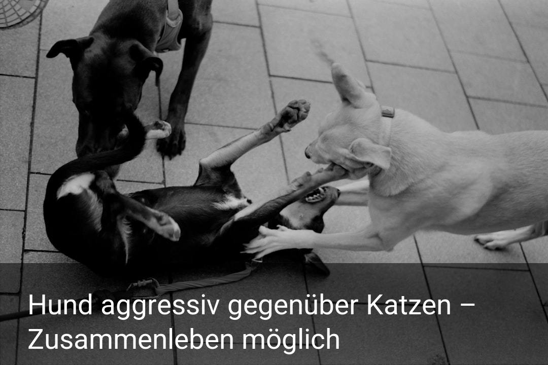 Hund aggressiv gegenüber Katzen – Zusammenleben möglich