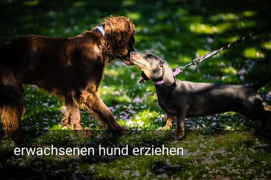 erwachsenen hund erziehen