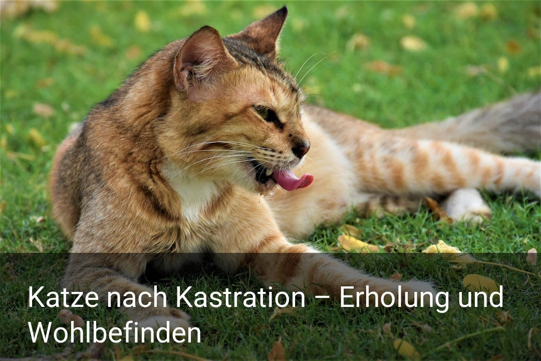 Katze nach Kastration – Erholung und Wohlbefinden