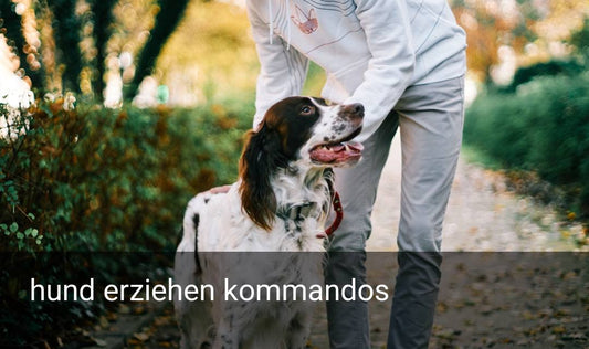 hund erziehen kommandos