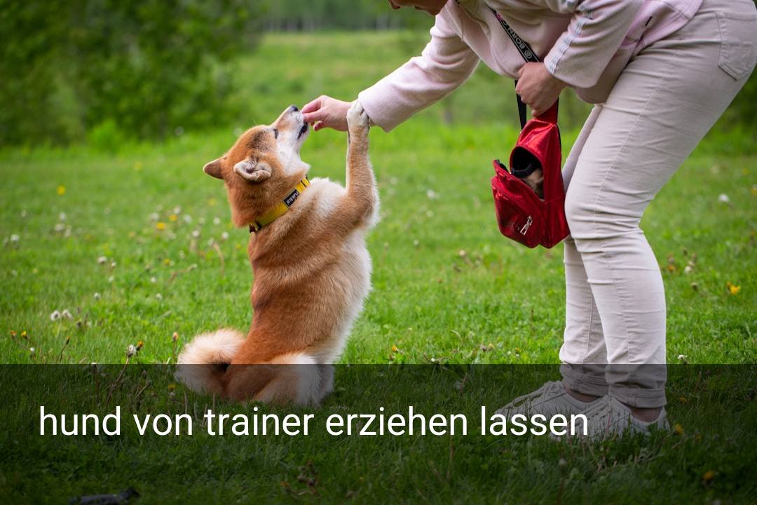 hund von trainer erziehen lassen