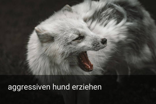 aggressiven hund erziehen