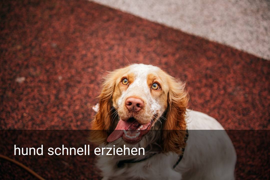 hund schnell erziehen