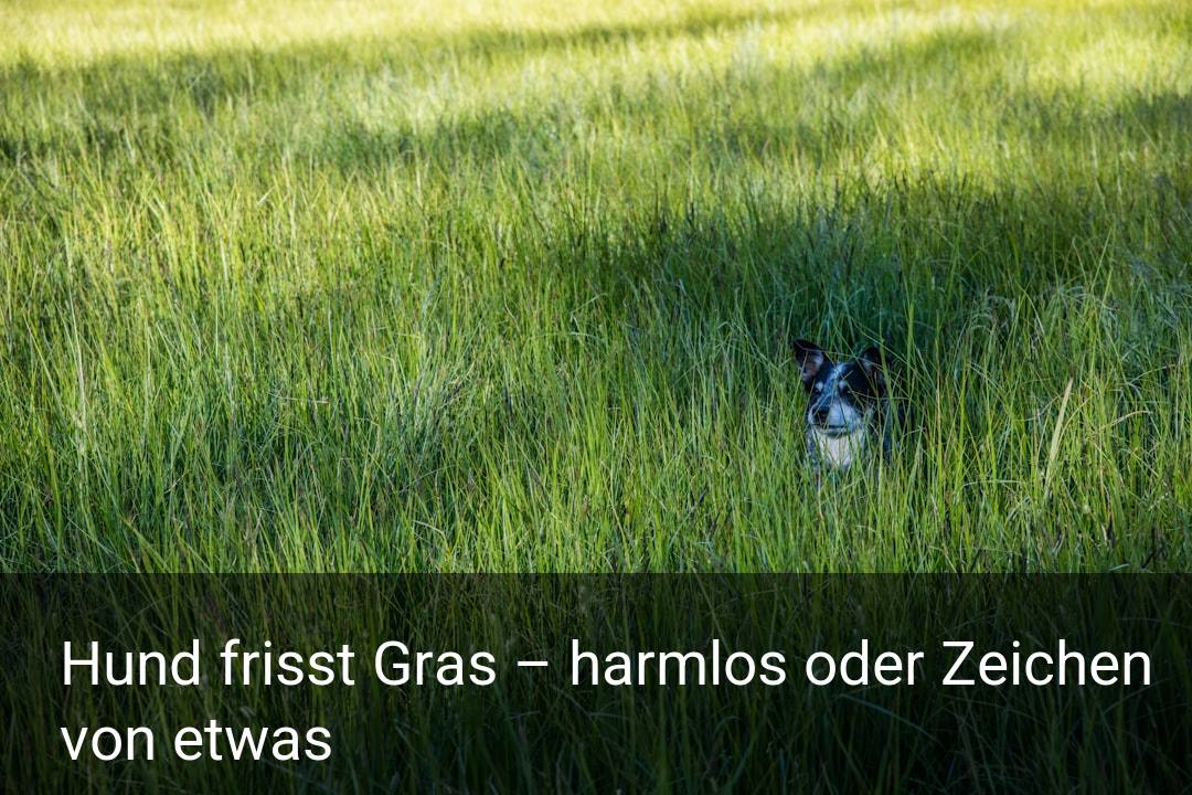 Hund frisst Gras – harmlos oder Zeichen von etwas