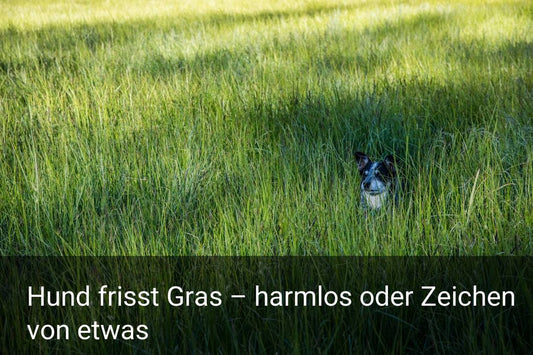 Hund frisst Gras – harmlos oder Zeichen von etwas