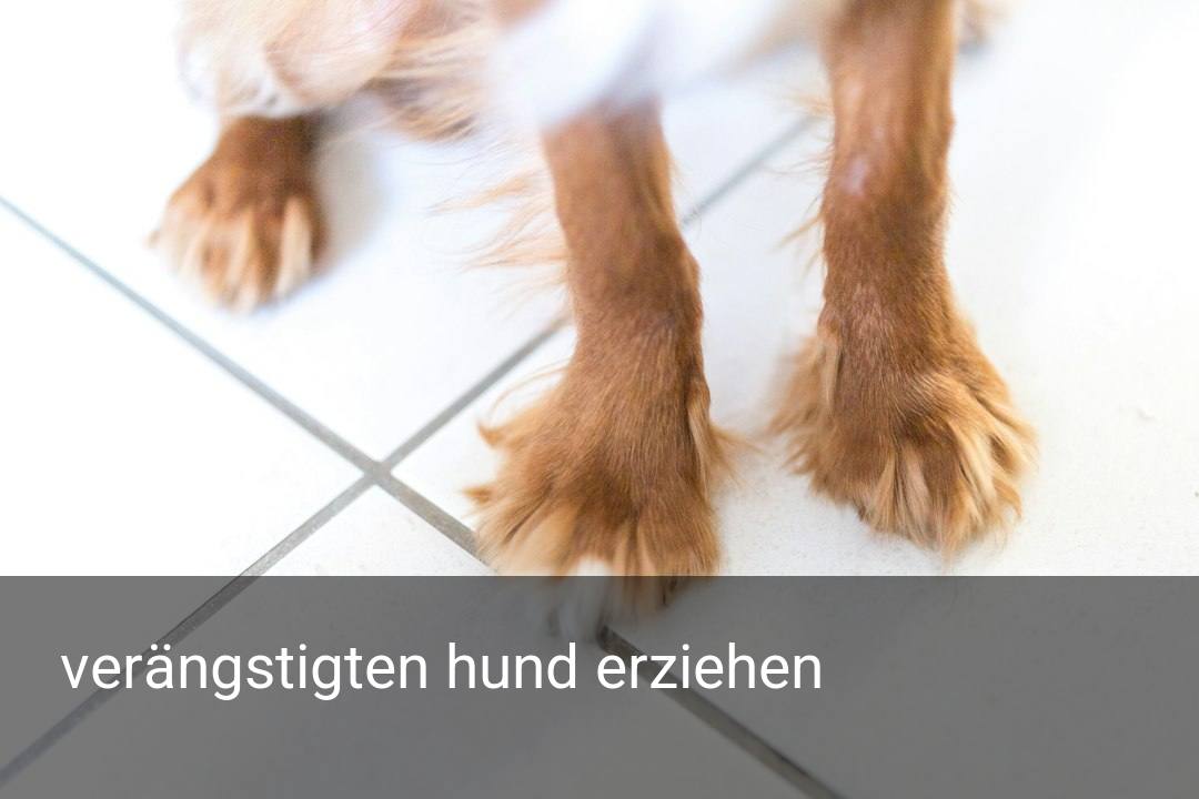 verängstigten hund erziehen