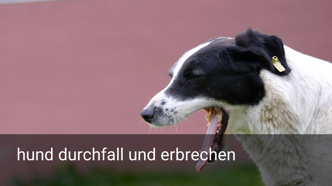 hund durchfall und erbrechen