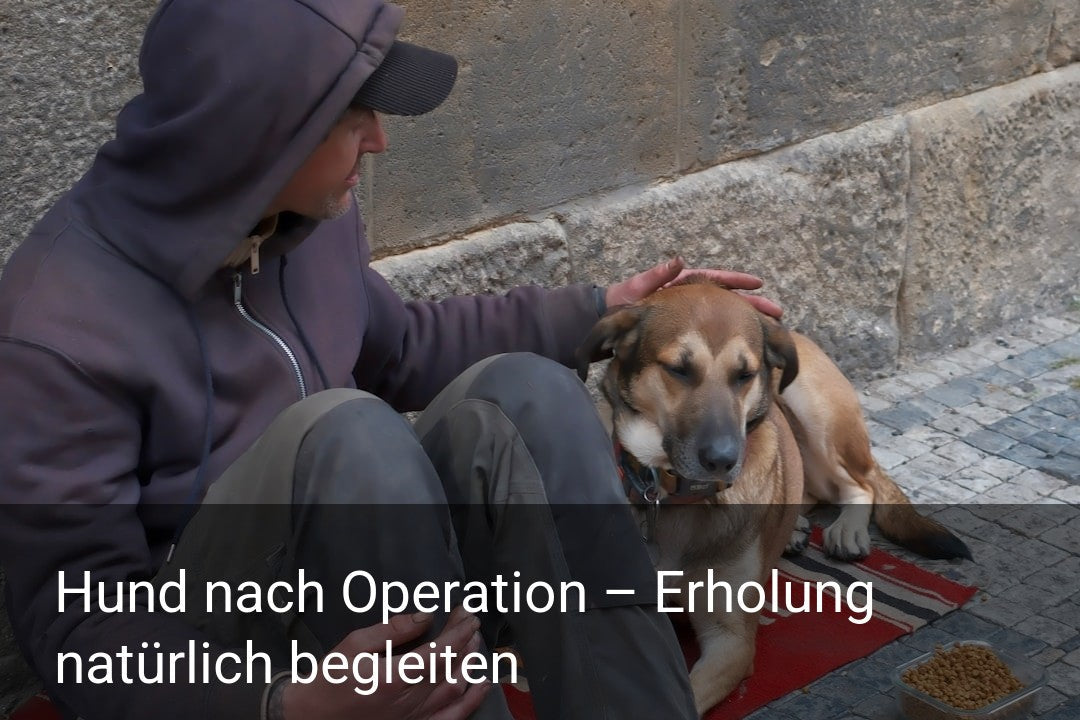 Hund nach Operation – Erholung natürlich begleiten
