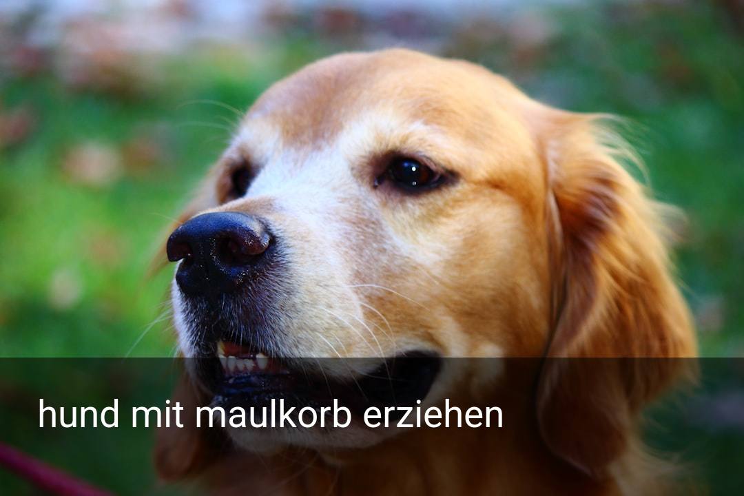 hund mit maulkorb erziehen