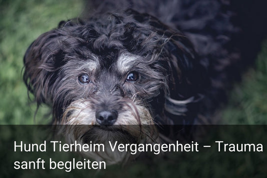 Hund Tierheim Vergangenheit – Trauma sanft begleiten