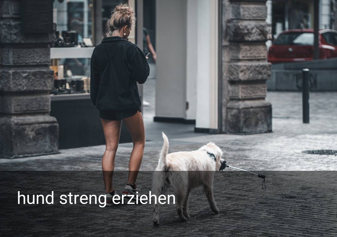 hund streng erziehen