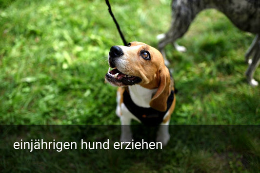 einjährigen hund erziehen