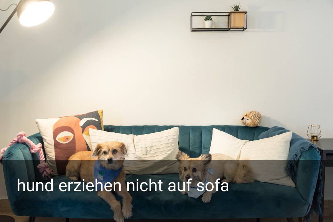 hund erziehen nicht auf sofa