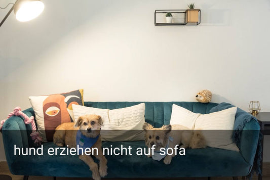 hund erziehen nicht auf sofa