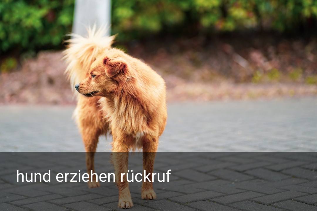 hund erziehen rückruf