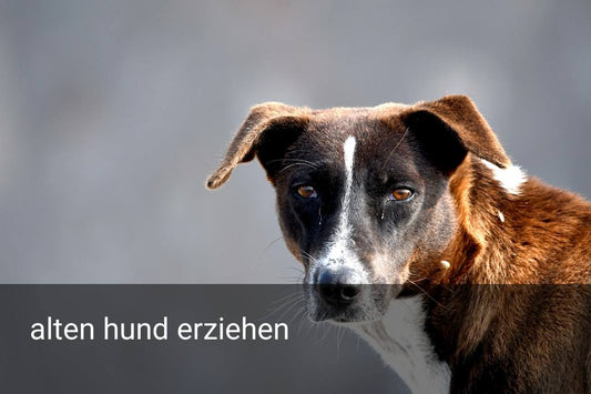 alten hund erziehen