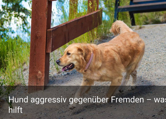 Hund aggressiv gegenüber Fremden – was hilft