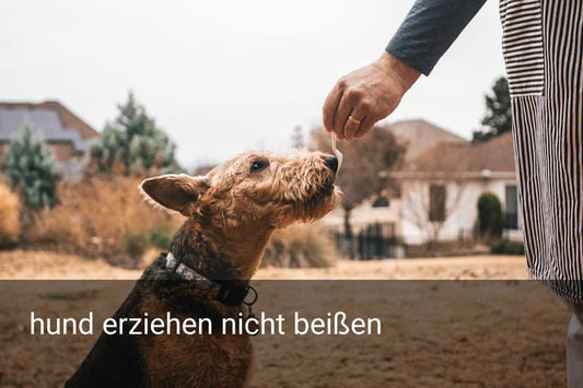 hund erziehen nicht beißen