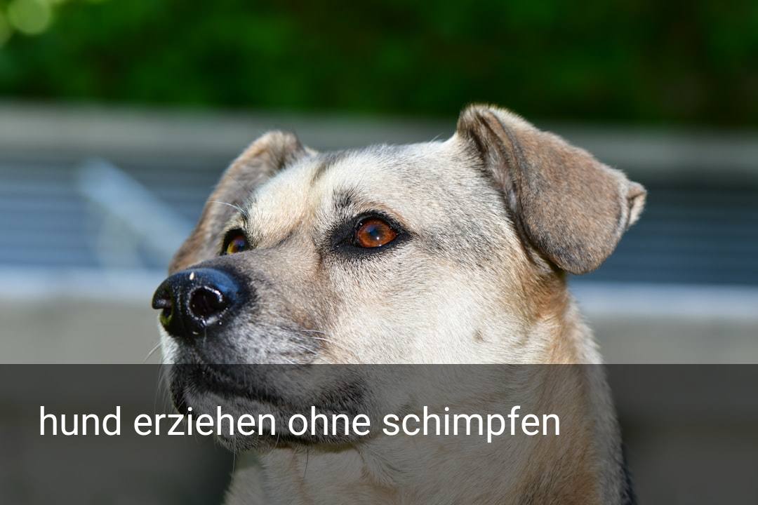 hund erziehen ohne schimpfen