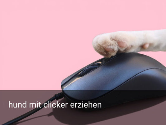 hund mit clicker erziehen
