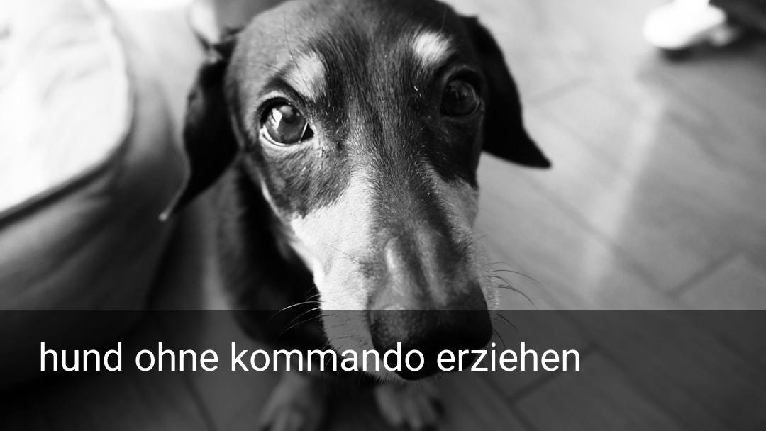 hund ohne kommando erziehen