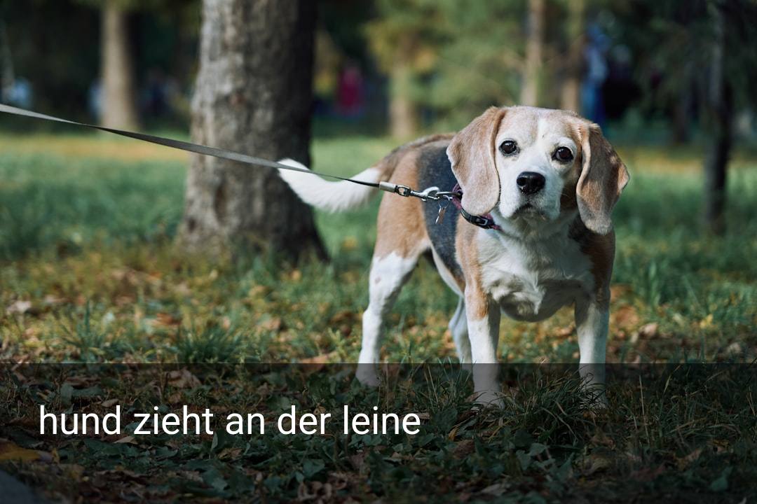 hund zieht an der leine