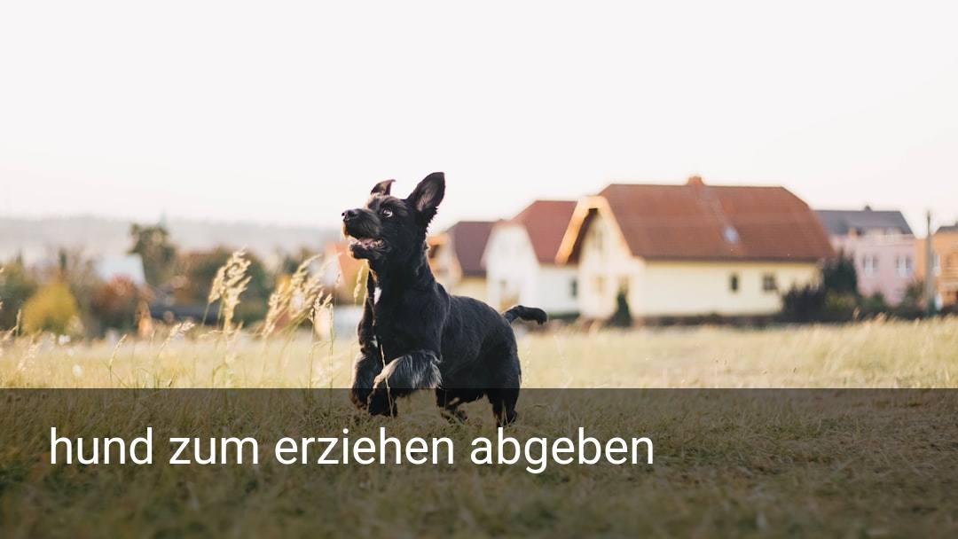 hund zum erziehen abgeben