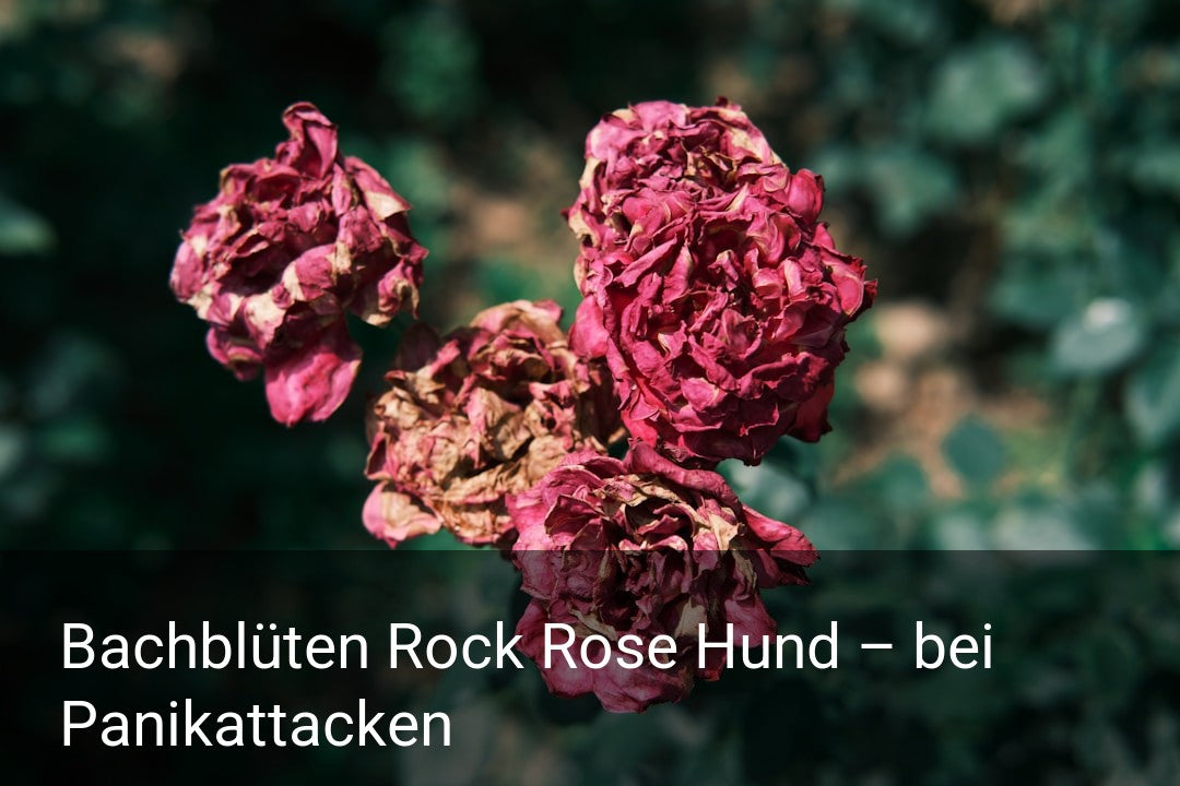 Bachblüten Rock Rose Hund – bei Panikattacken