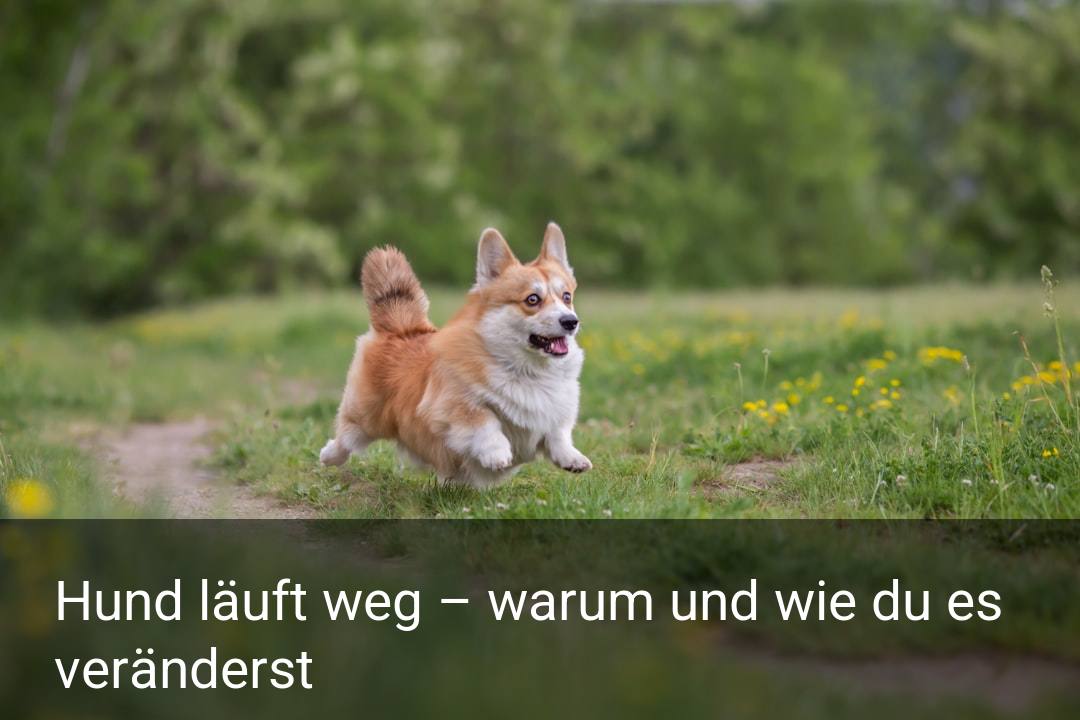 Hund läuft weg – warum und wie du es veränderst