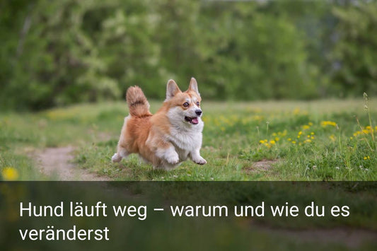 Hund läuft weg – warum und wie du es veränderst