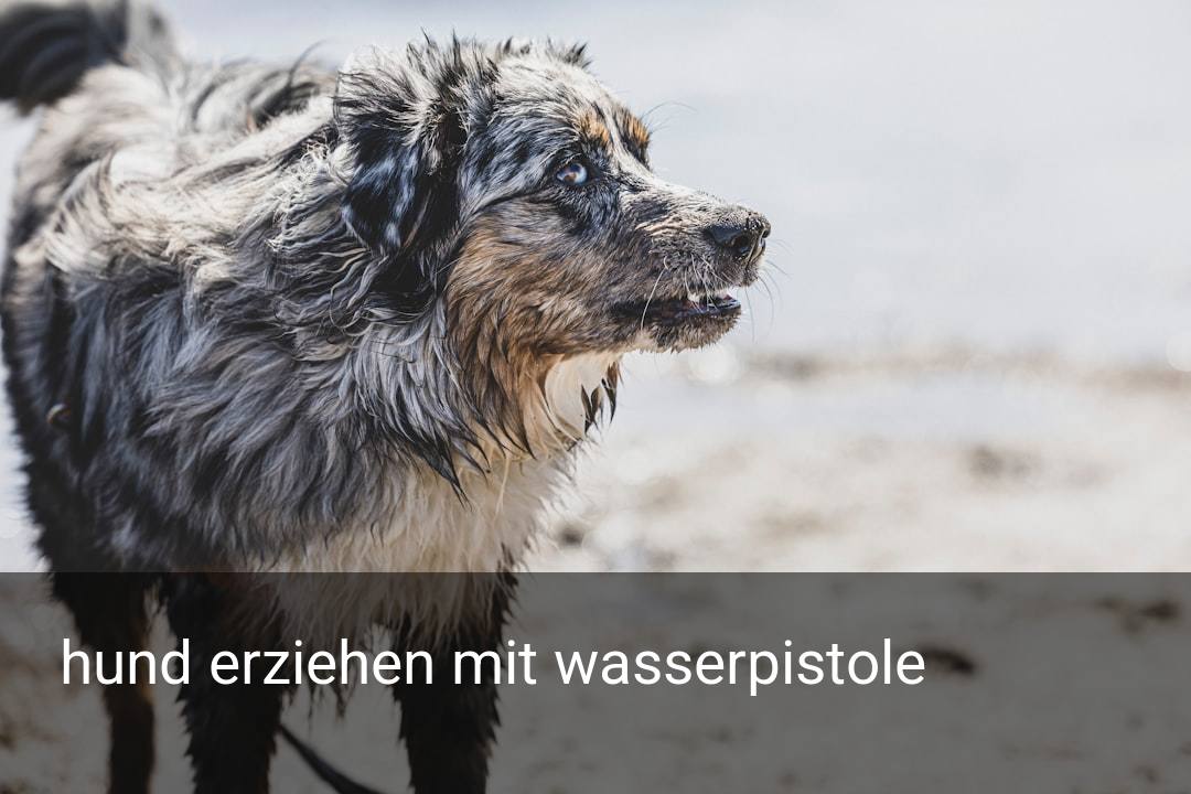 hund erziehen mit wasserpistole