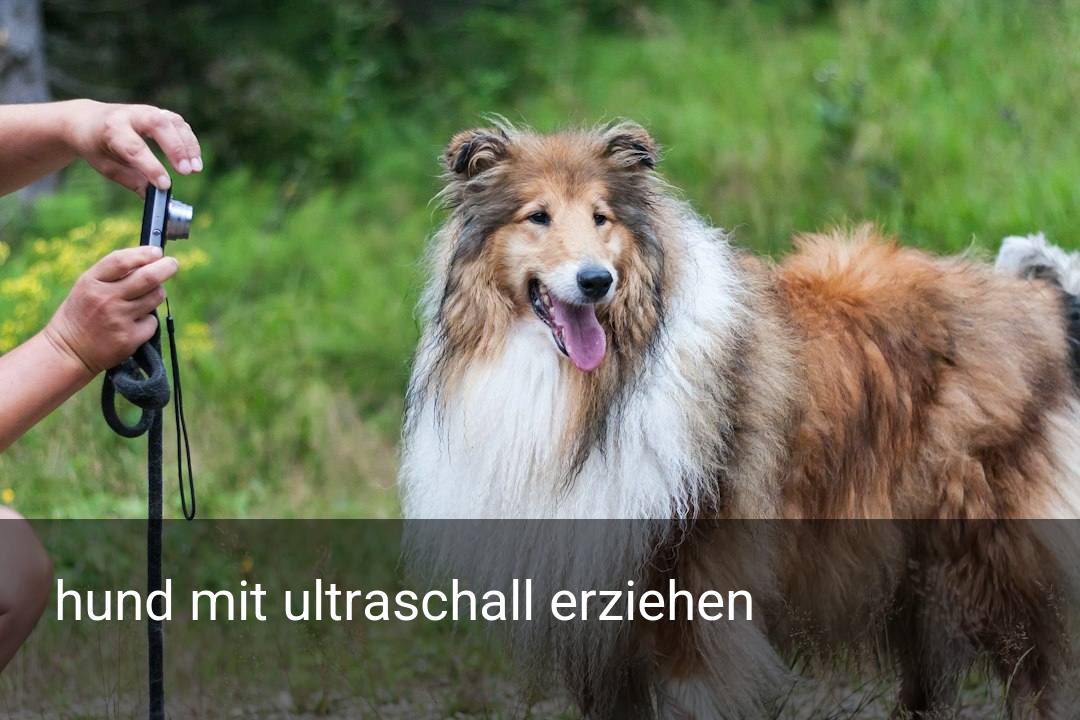 hund mit ultraschall erziehen