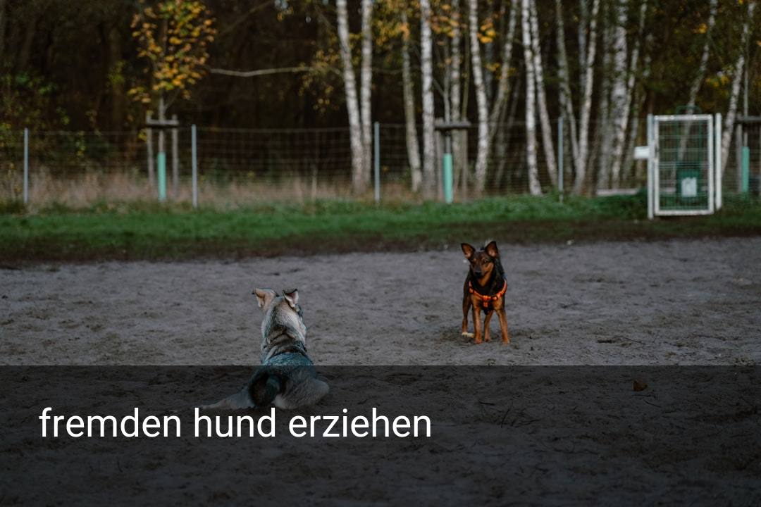 fremden hund erziehen