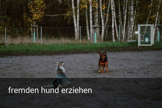 fremden hund erziehen