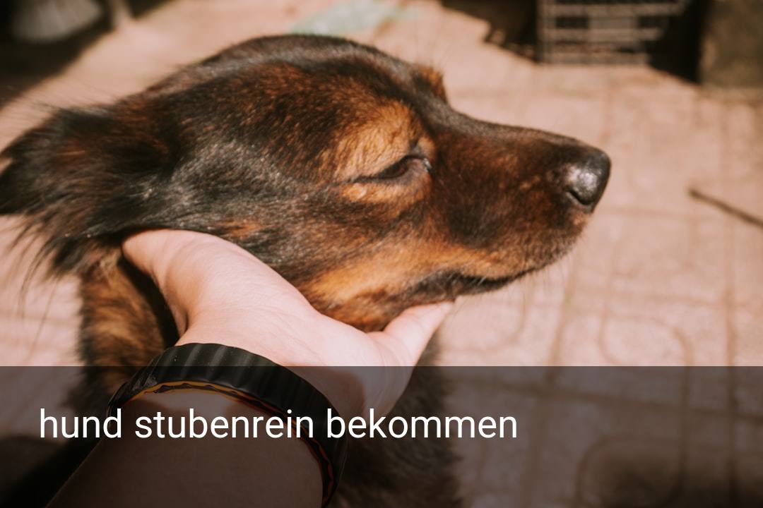 hund stubenrein bekommen