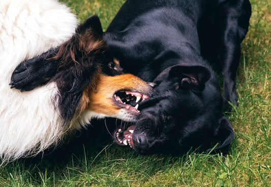 Hund Silvester – so übersteht ihr die Knallerei gemeinsam